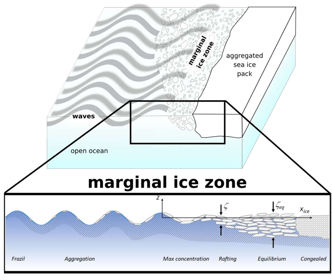 Wave and sea ice interactions in the marginal ice zone: Waves are attenuated by sea ice. They contribute to dynamics, growth, and melt within the pack. Waves impacti established sea ice most obviously via changes to floe size i.e. the size distribution of plates of ice that give a cracked eggshell appearance to the pack. 

Moving from left to right in the figure, waves interact with and contribute to frazil ice which is produced by cooling ocean water. Frazil is aggregated to a point where ice reaches a maximum concentration and local sections of ice raft on top of each other to produce thick ice that eventually congeals into solid blocks of sea ice. Wave properties, including reflection, damping, and production due to wind fetch over open waters are modified throughout this process.

From E3SM https://e3sm.org/e3sm-next-generation-development-for-coastal-waves/Figure 2,  – adapted from Dai et al. (2019) and Sutherland and Dumont (2018). 
